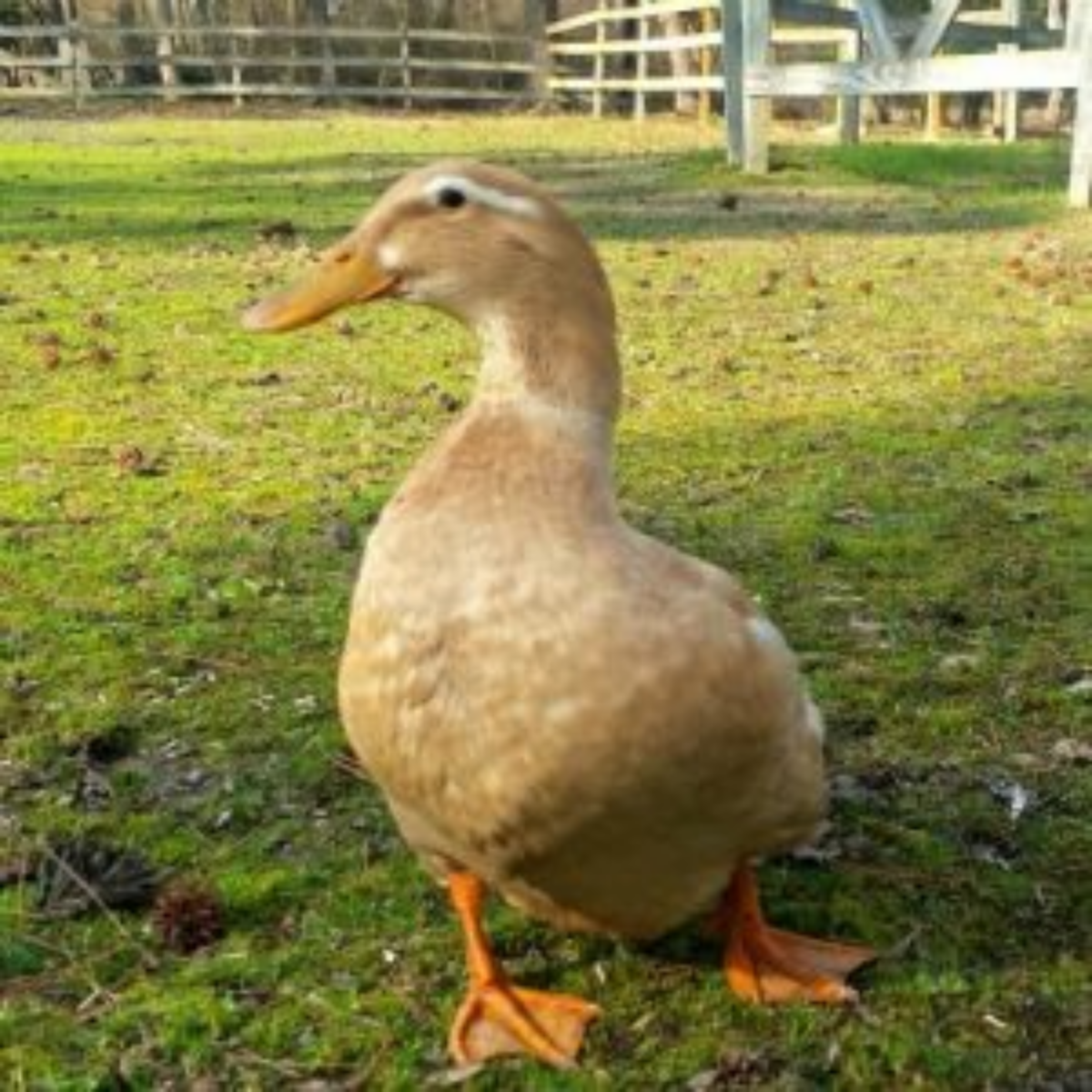 Saxony Duck Breed Profile